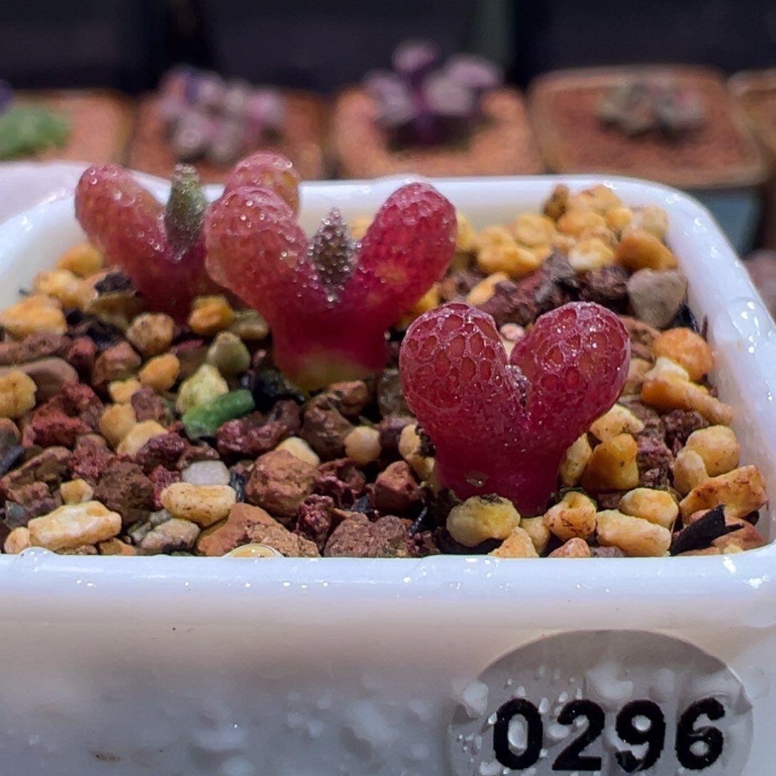 0296，三棵耀琦玉，肉锥植物