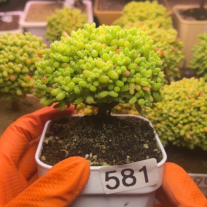 无花朵581蜜桔糖球