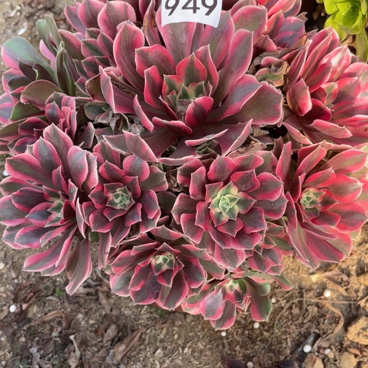 无花朵949多肉植物女妖