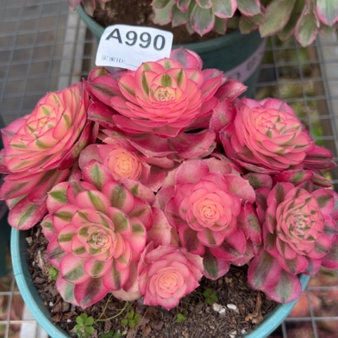 990倾城朵朵18厘米左右