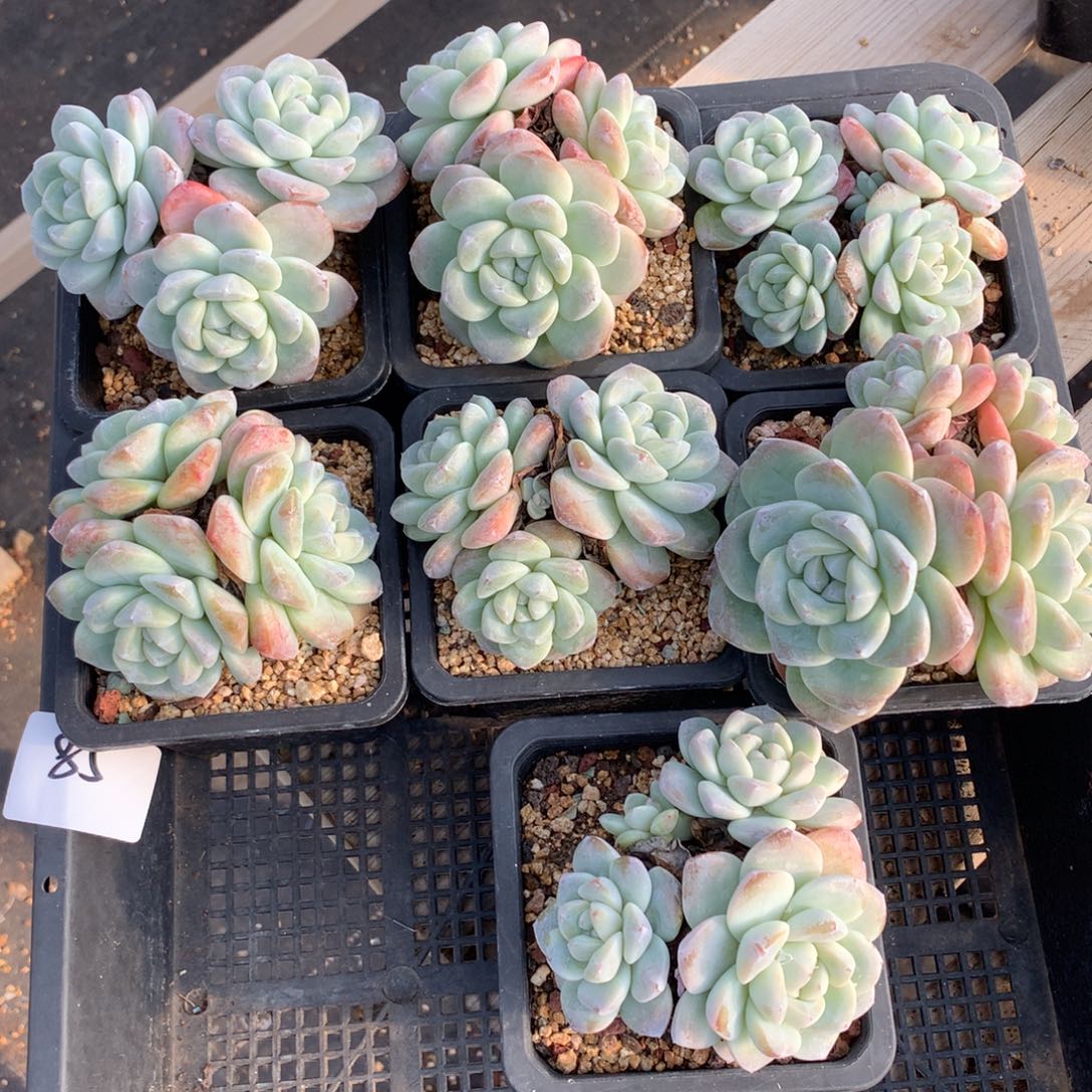 1205-85 老桩冰玉套餐