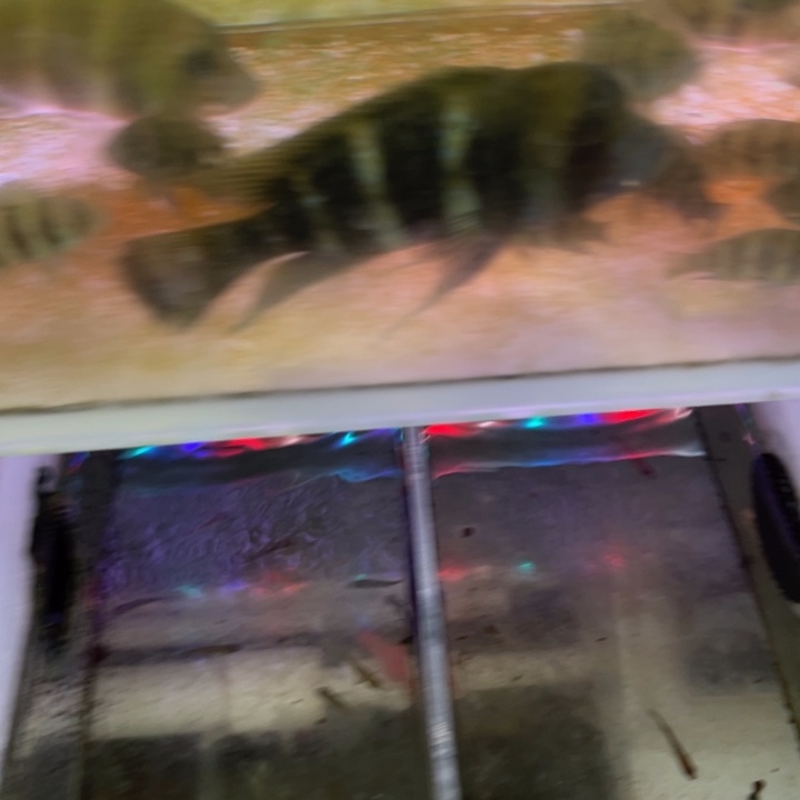 海水鱼三湖慈鲷，热带淡水鱼