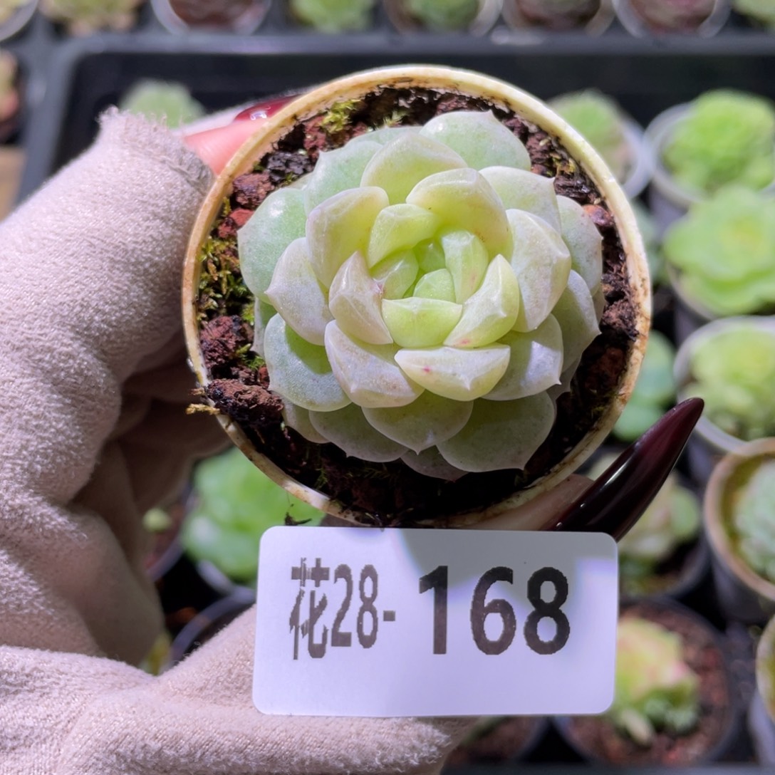 花利美28-168新品