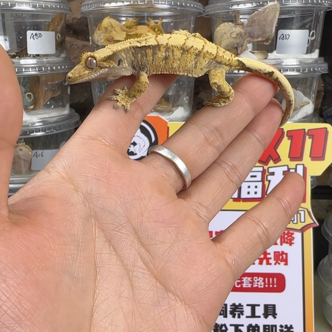 睫角守宫白奶超级三色