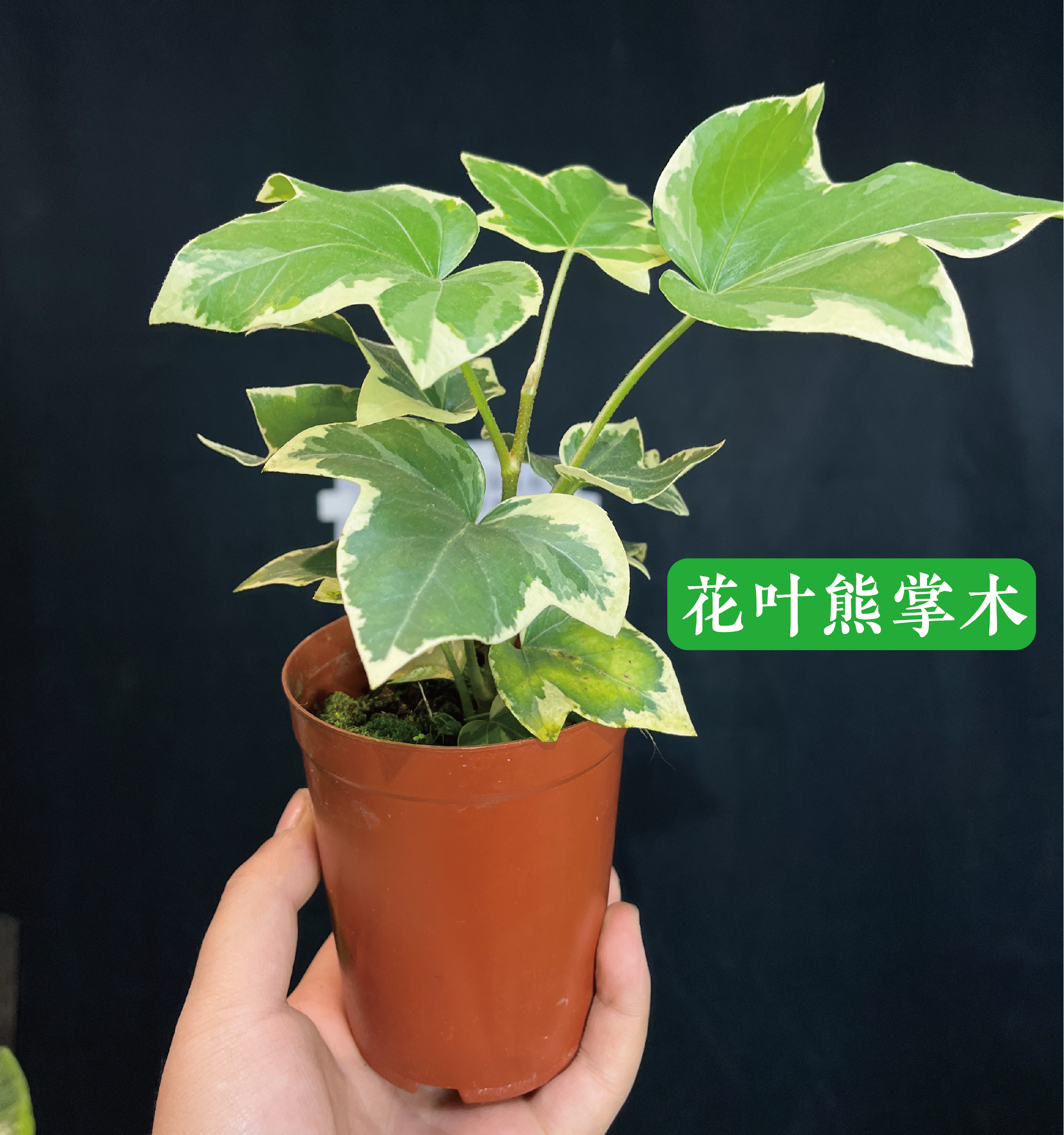 花叶熊掌木银边盆栽室内外净化空气易养观叶植物