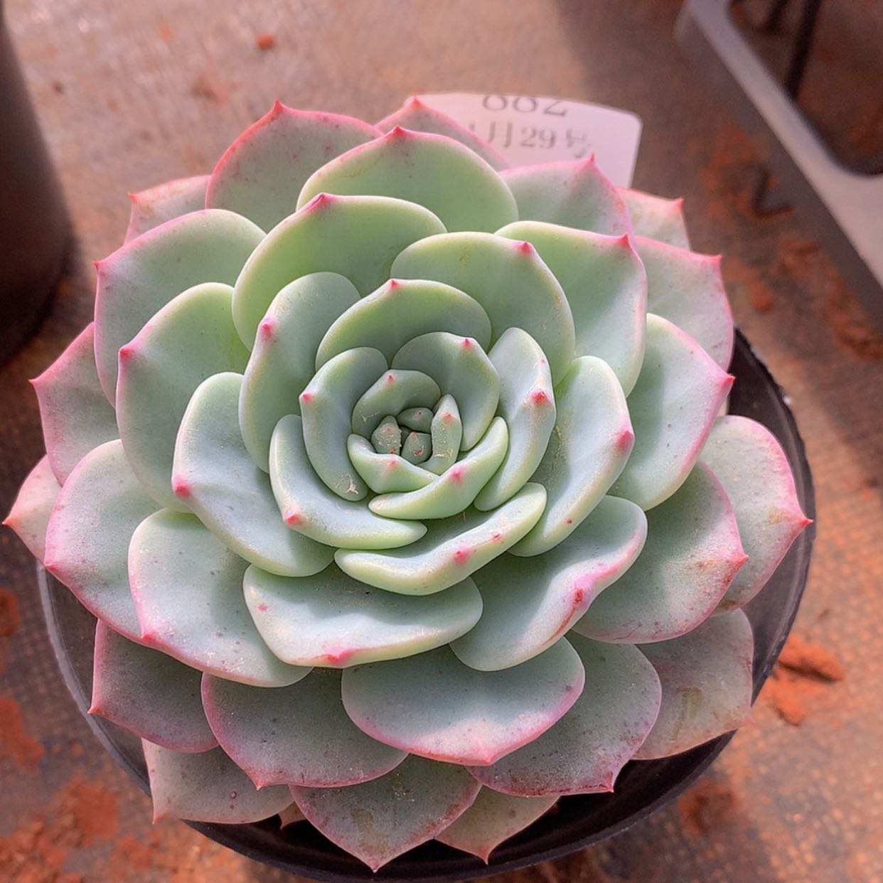 【闪购商品】云883号勃朗峰9厘米