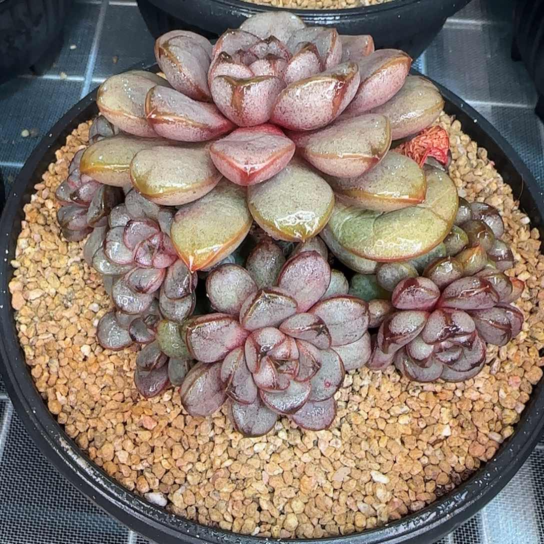 从前慢花园精选葡萄小