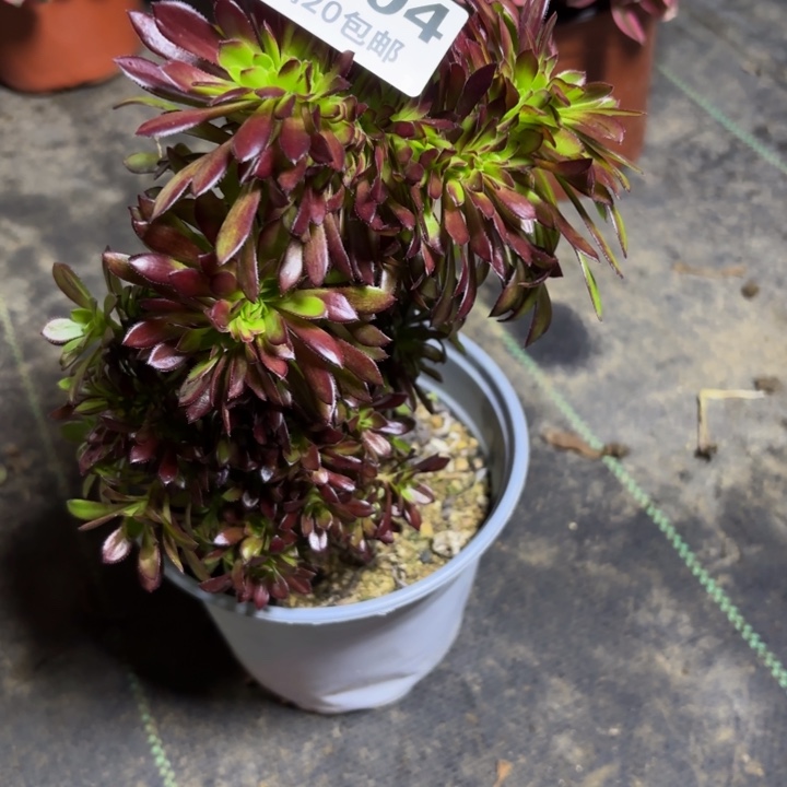 瑞妈一物一拍804