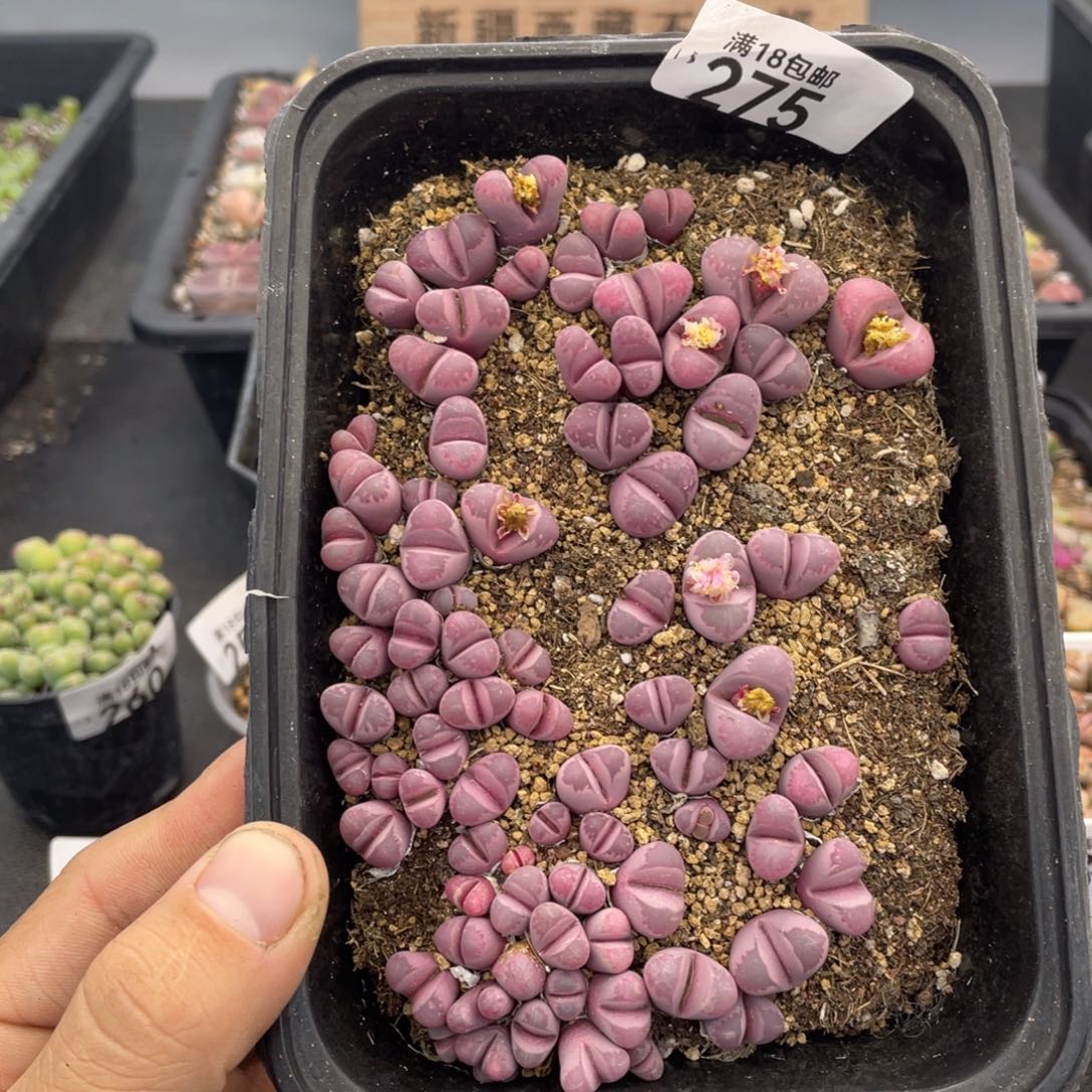 红陶00000000000000275