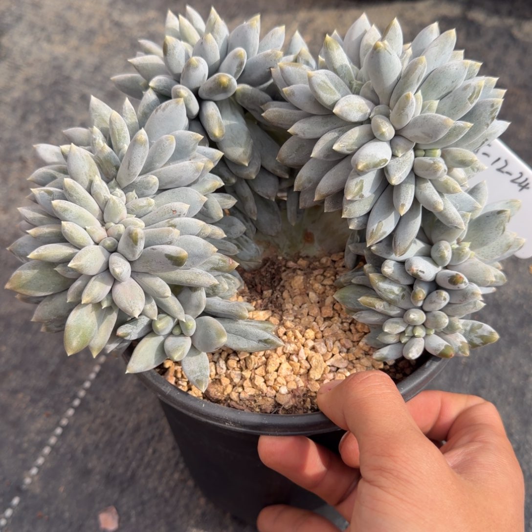 黄胖体哥特胸花大缀福利款42