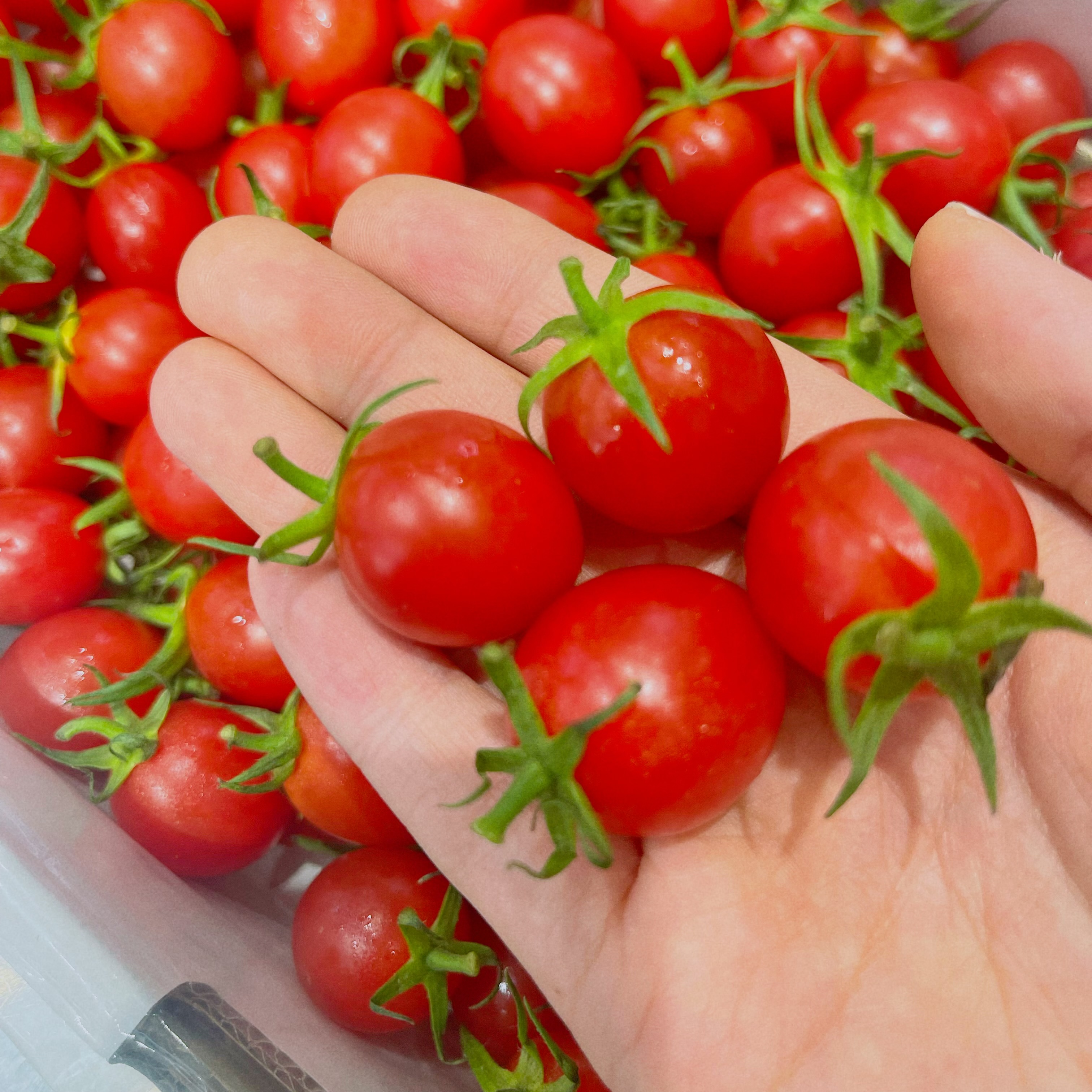 【木朵甄选】釜山88千禧-1件约1.9斤