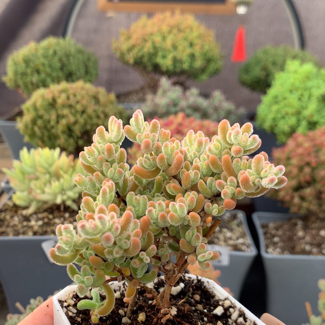 c781冰晶杂橙叶。       