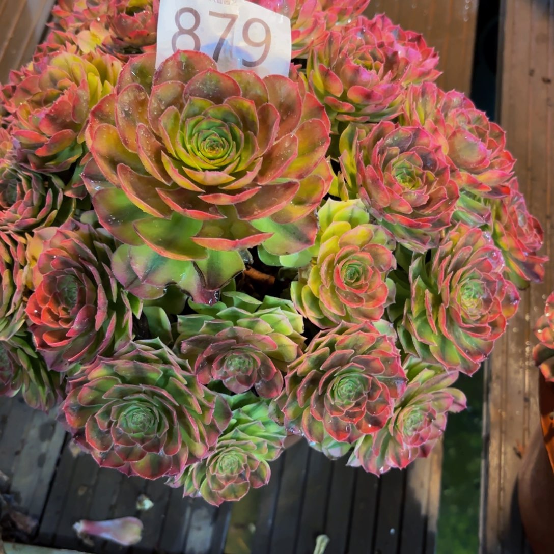 拾****879多肉植物雨荷特价