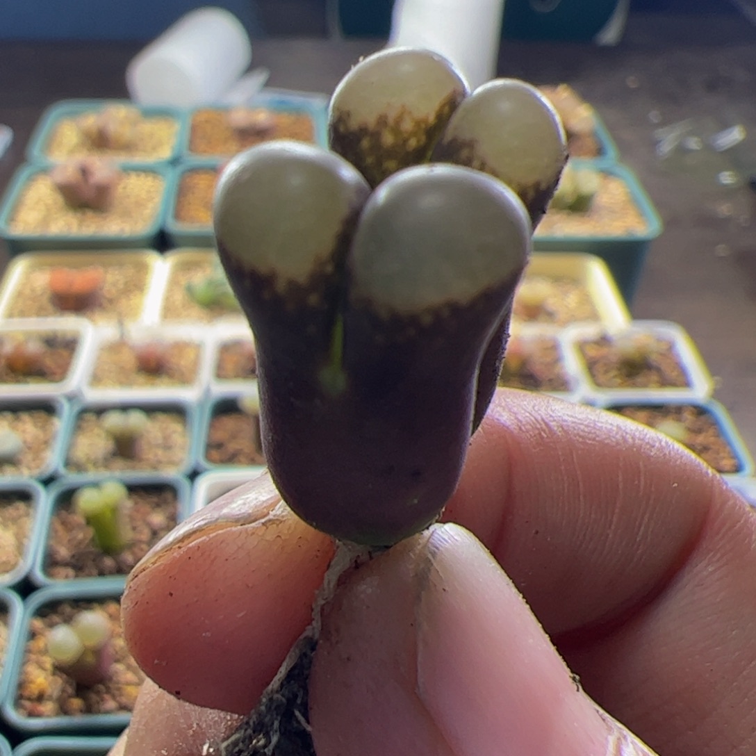 紫黑体风铃玉肉锥  061