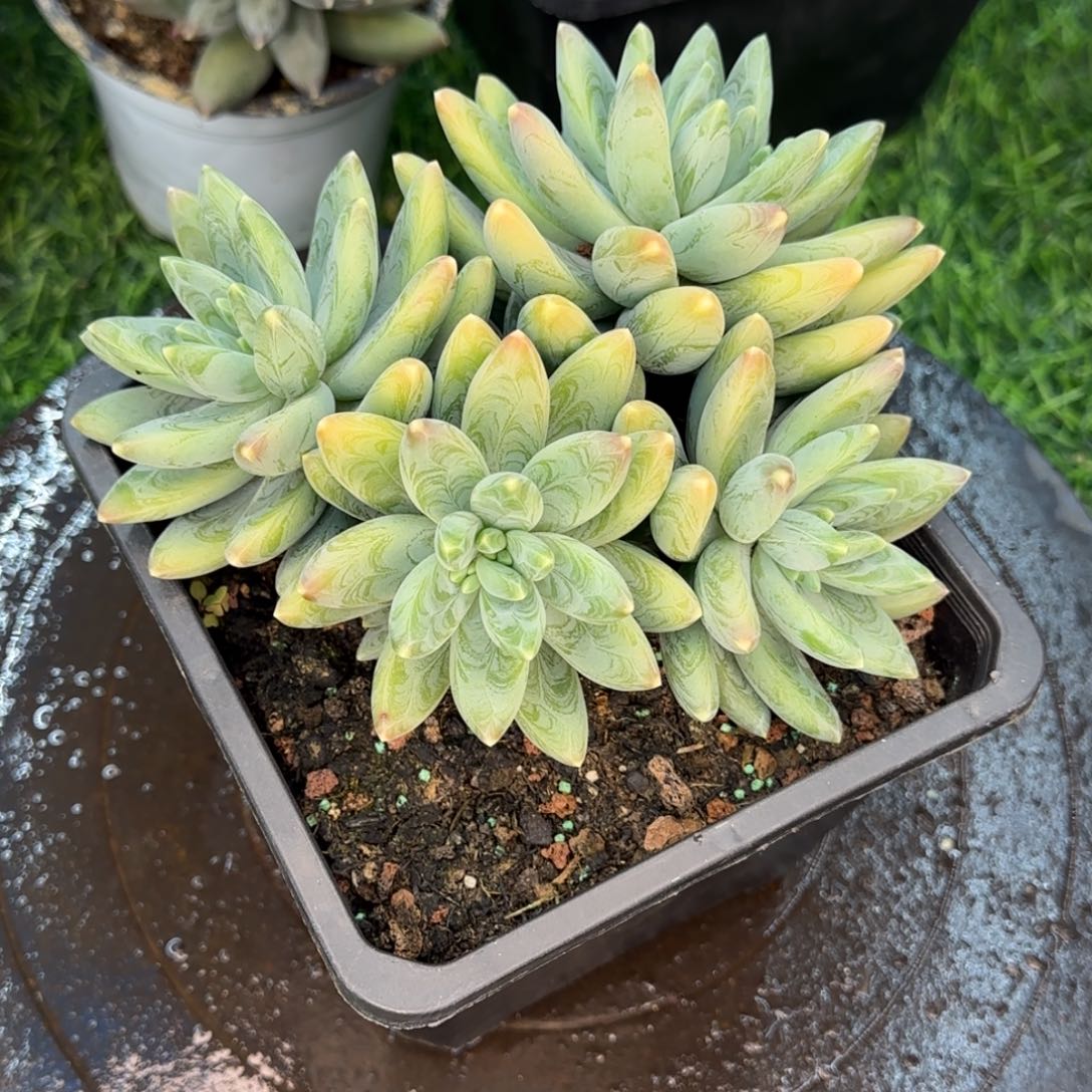 多肉植物的植物多肉植物
