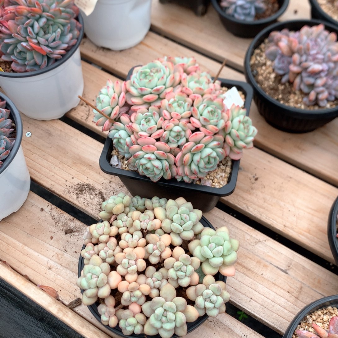 风***淡香草泡泡糖 两颗 4449