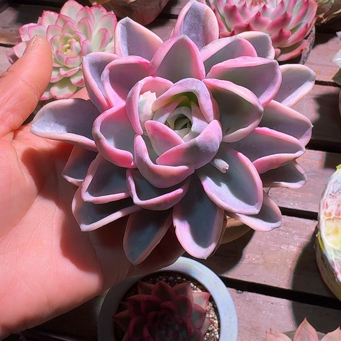 美尻锦多肉多肉多肉