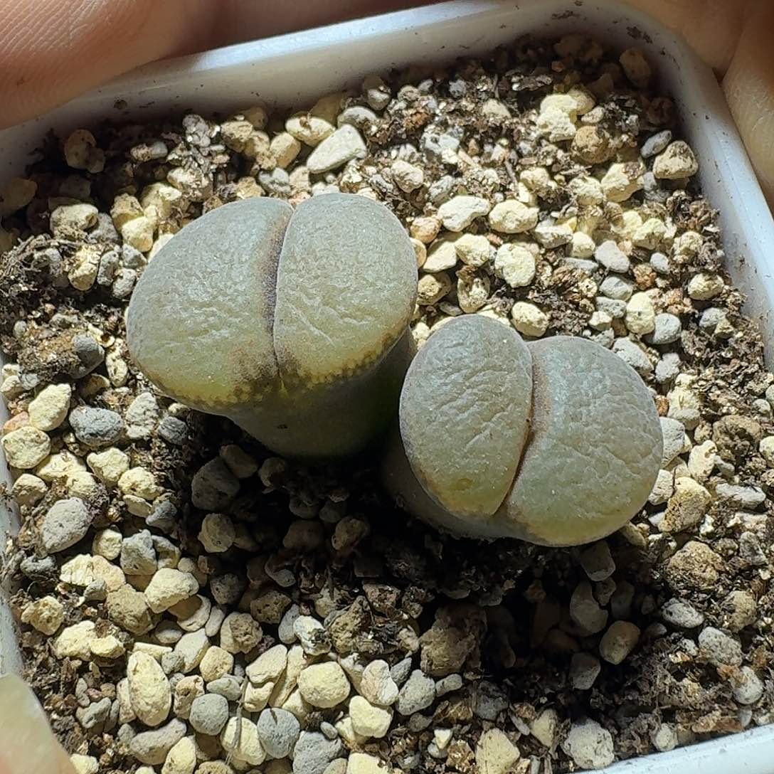 27号双头宽窗风铃一物一拍