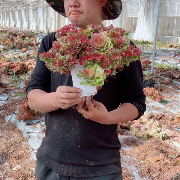 红袖醉话12号多肉法师