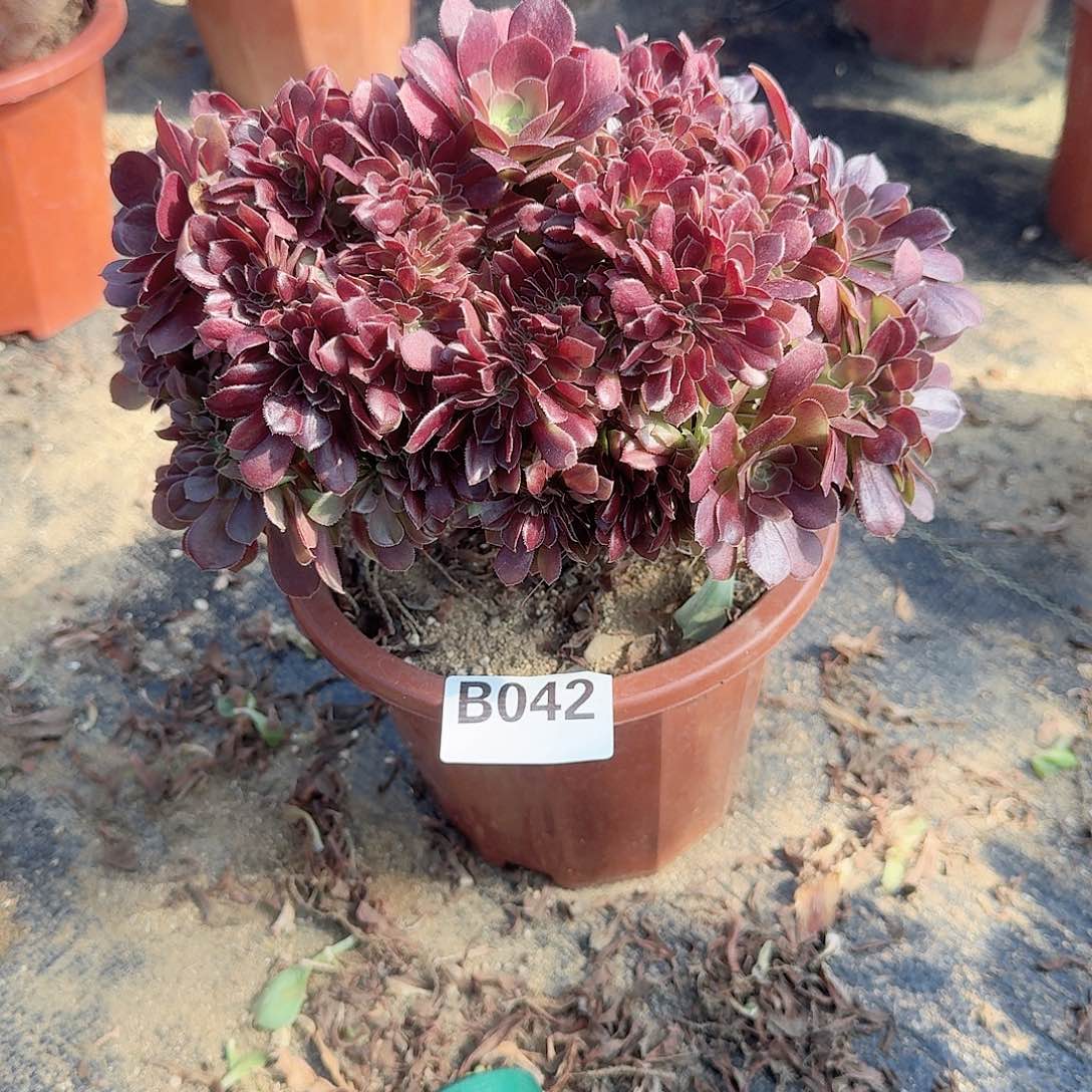 042玫瑰朵朵一颗呀呀