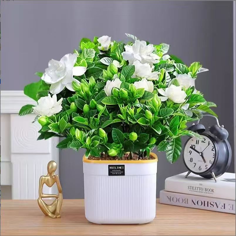 230栀子花栀子花盆栽花卉植物室内水培桌面绿植四季好养