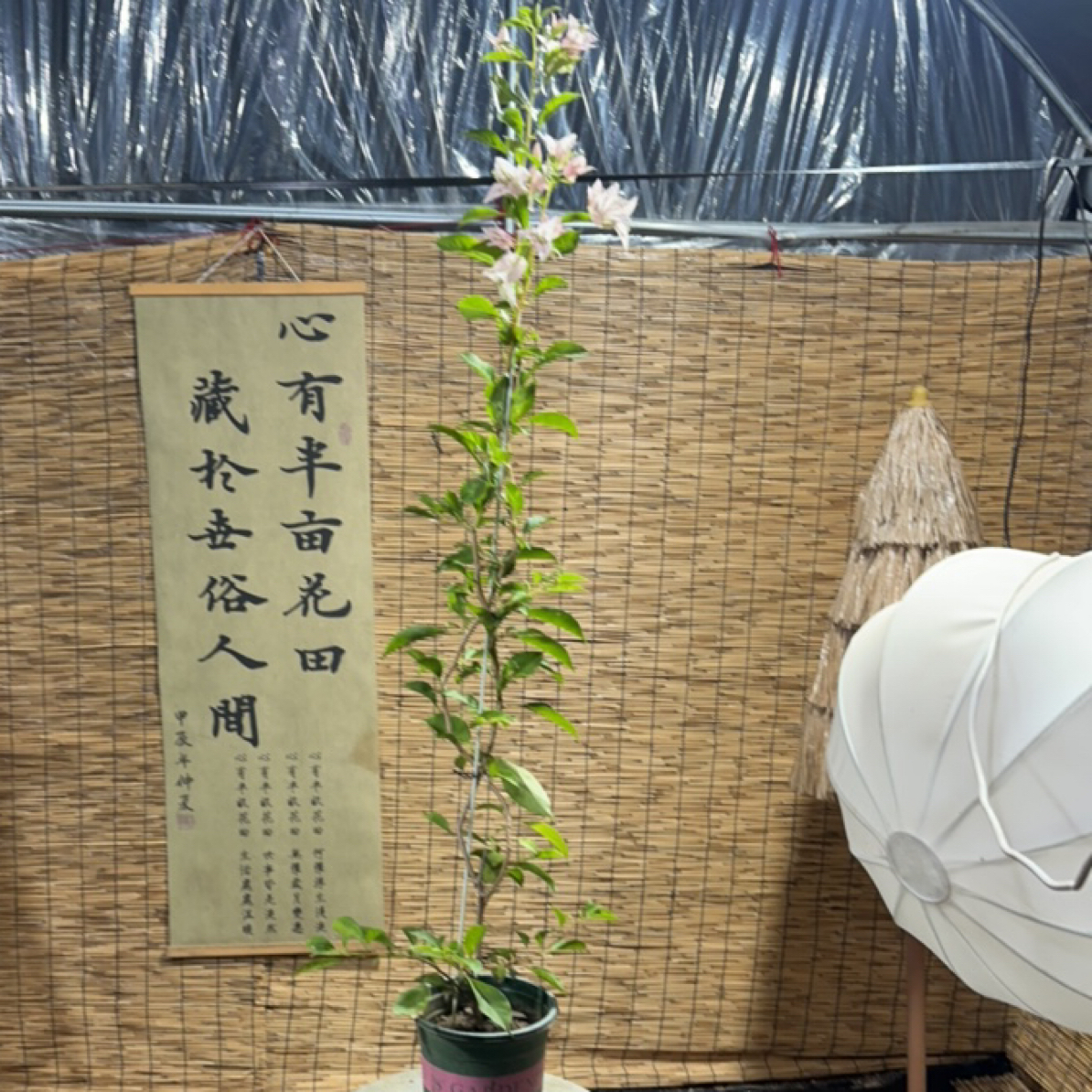 丝绸又称暗斑婆罗洲樱花三角梅
