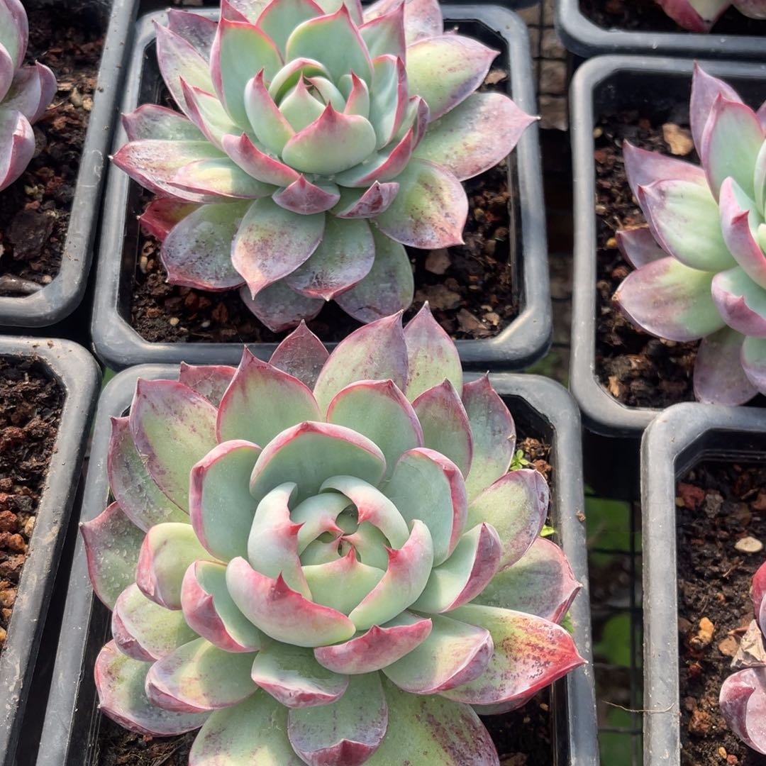 2颗58元，1478888 99999