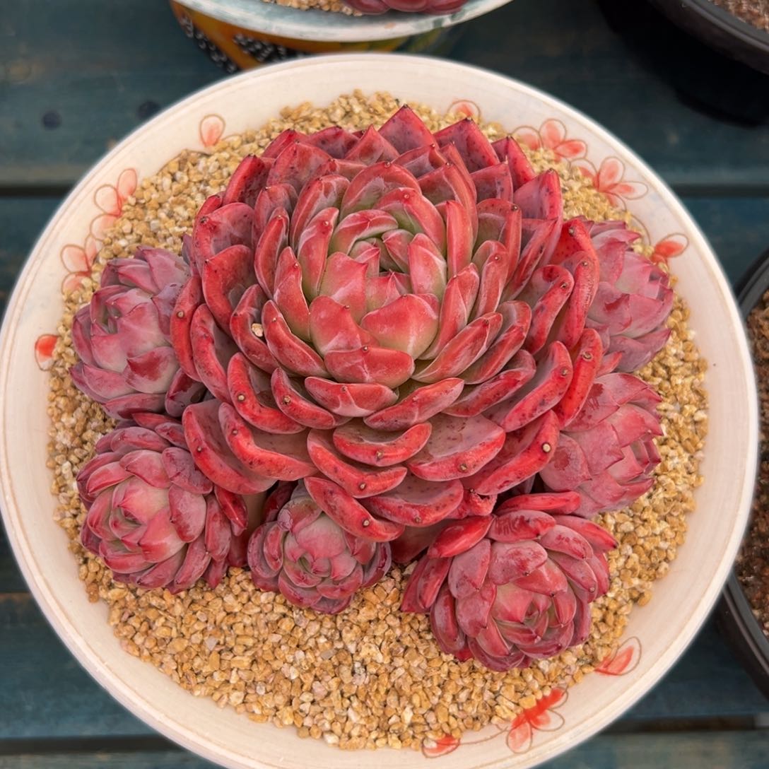 多肉一物一拍0304-红鸾