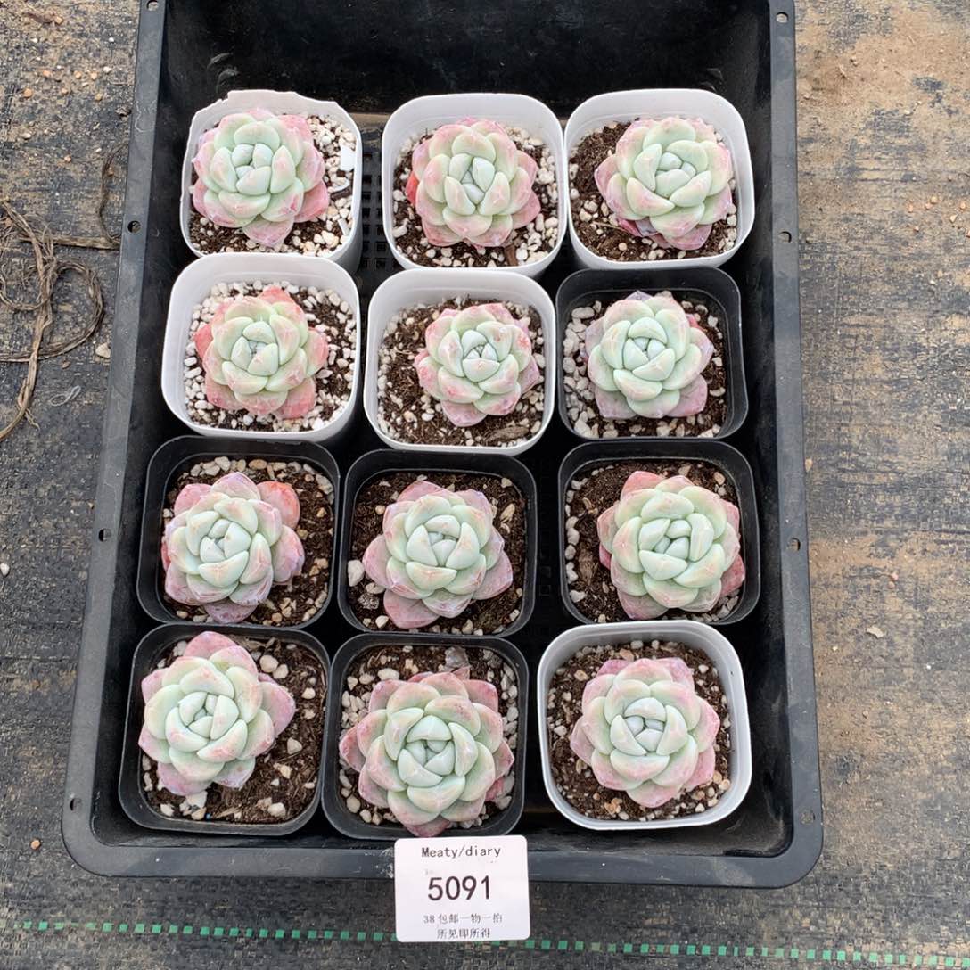 特5091冰玉小脸单头3到4厘米12颗一组脱土发