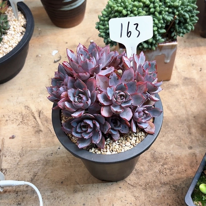 多肉植物，赫拉163号