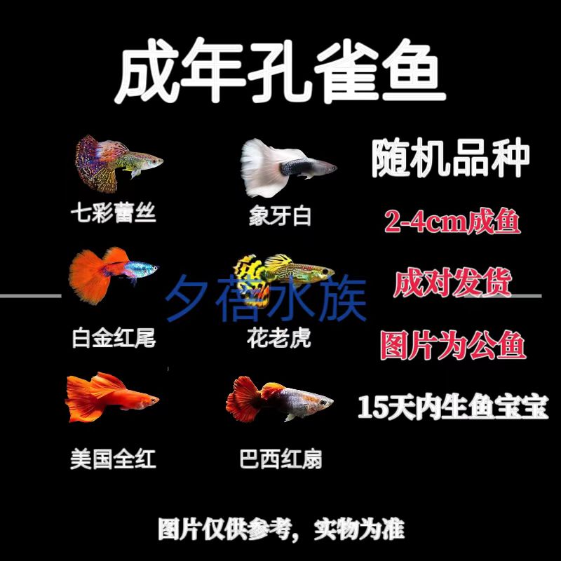 【精品孔雀鱼】随机3-5个品种小型热带淡水孔雀鱼观赏鱼好养耐活