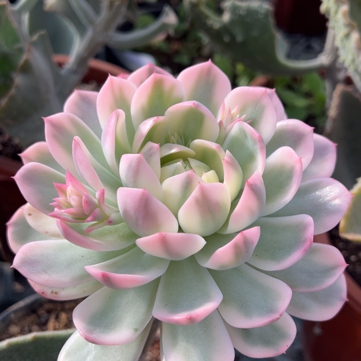 粉水晶锦一物一拍锦龙