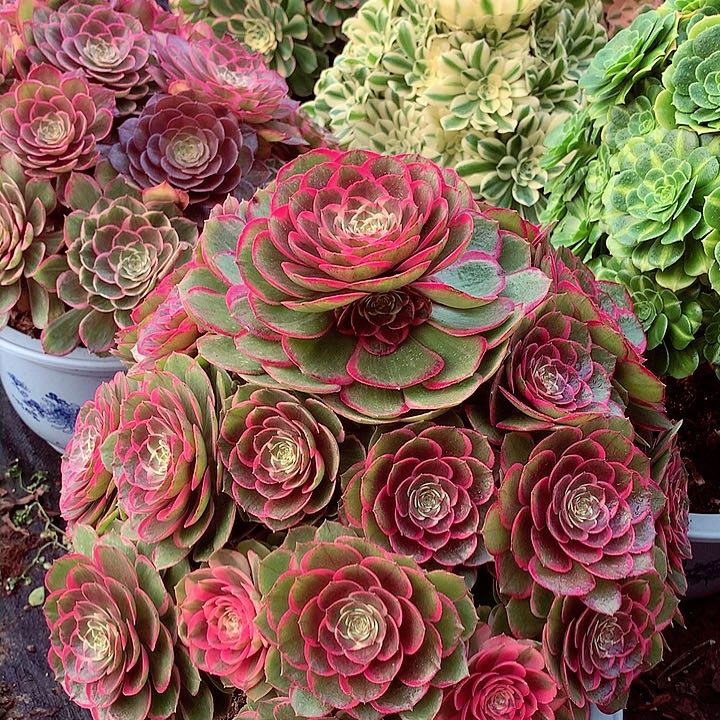 粉花妖啊啊啊啊啊啊啊