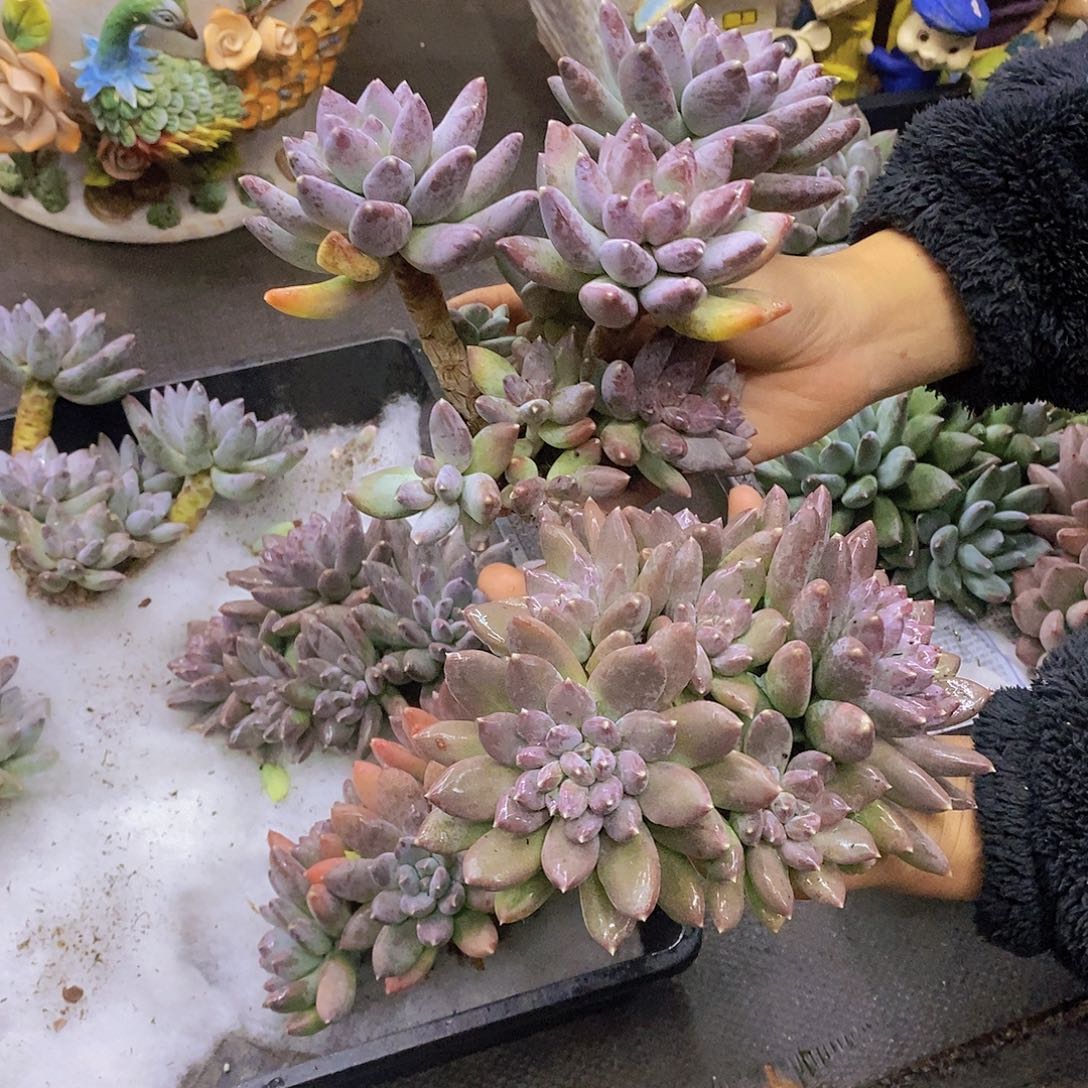多肉植物多肉植物
