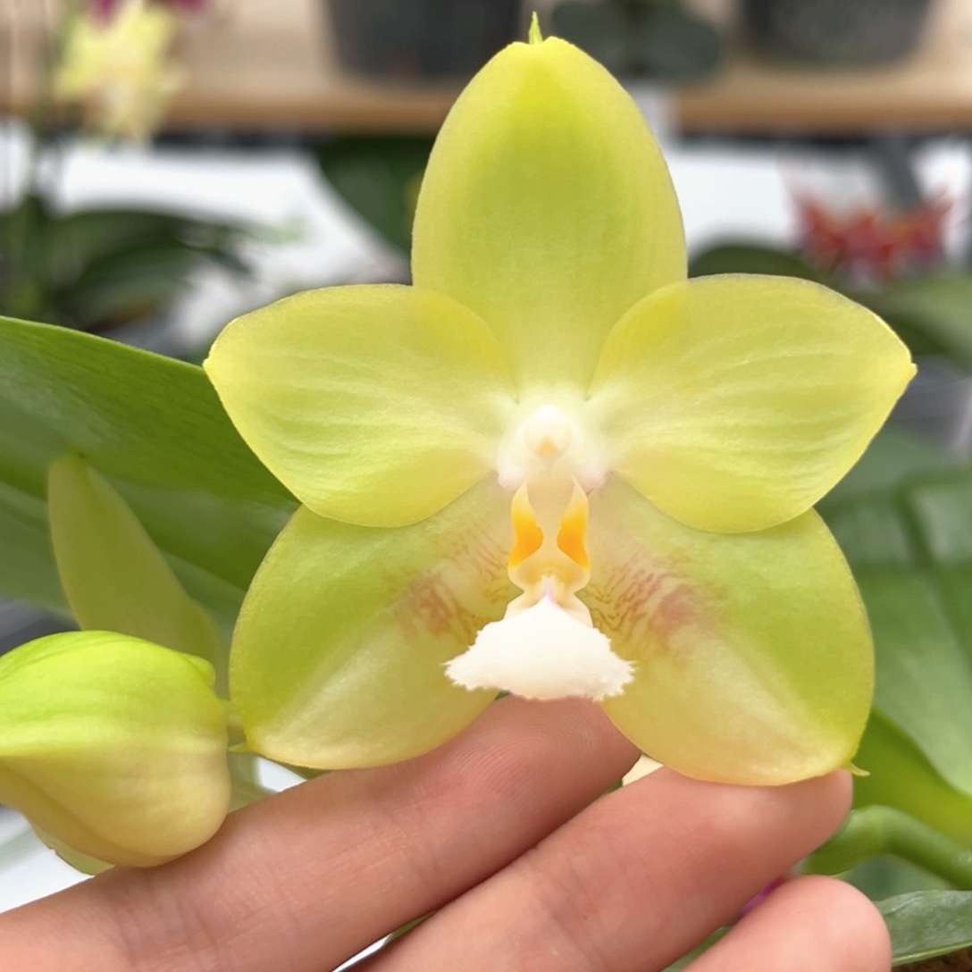 完全开放2.5寸梦想美玉开花株