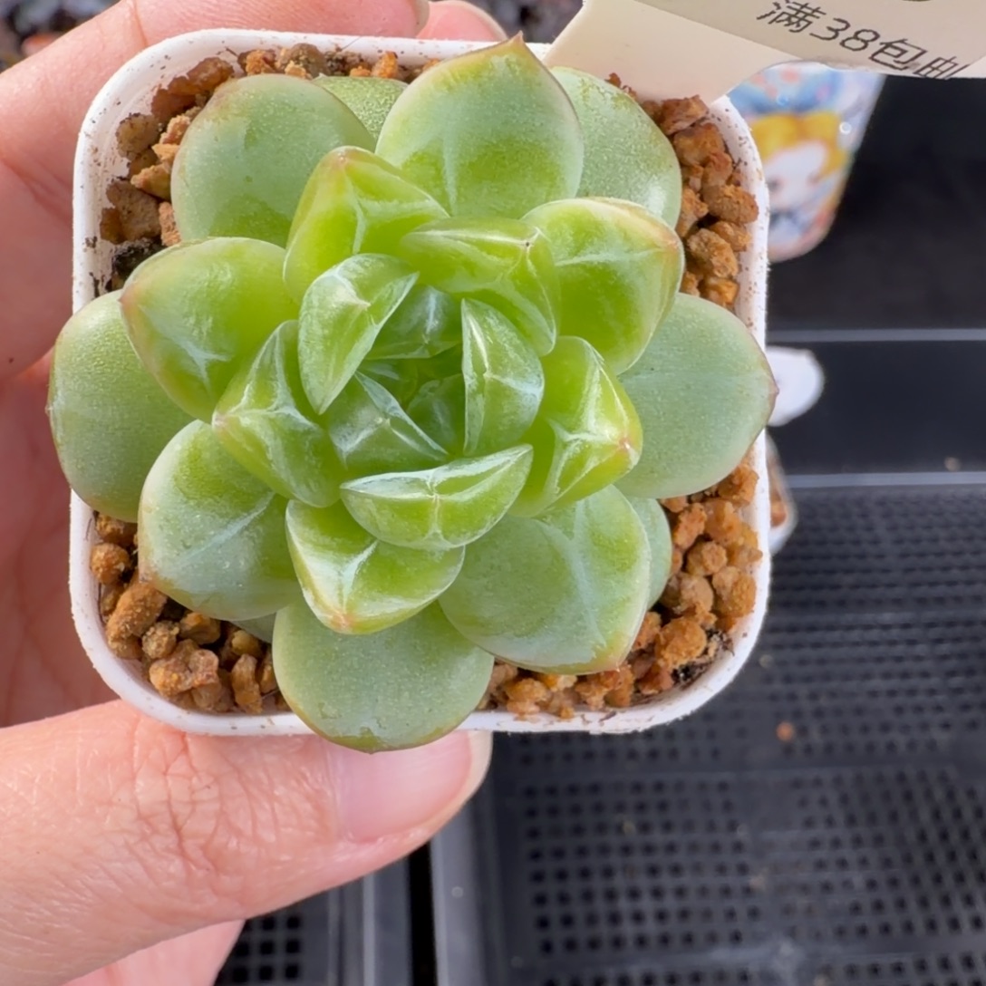 新品种播优选珍妮福利203号