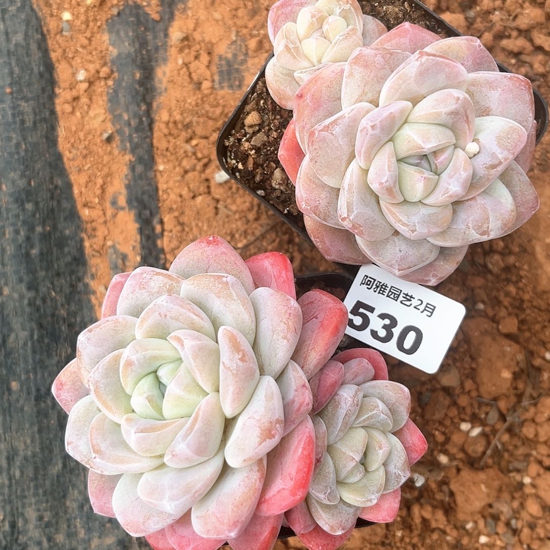 阿雅园艺。       530