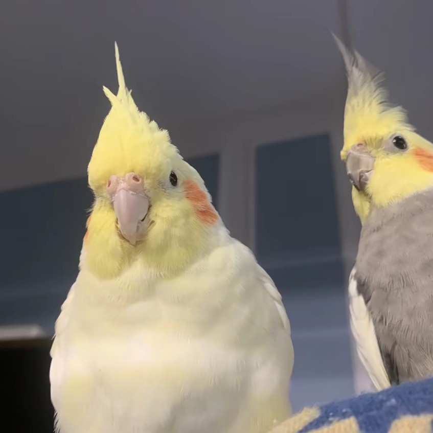 手养半毛玄凤鹦鹉（不分公母到家包48小时）