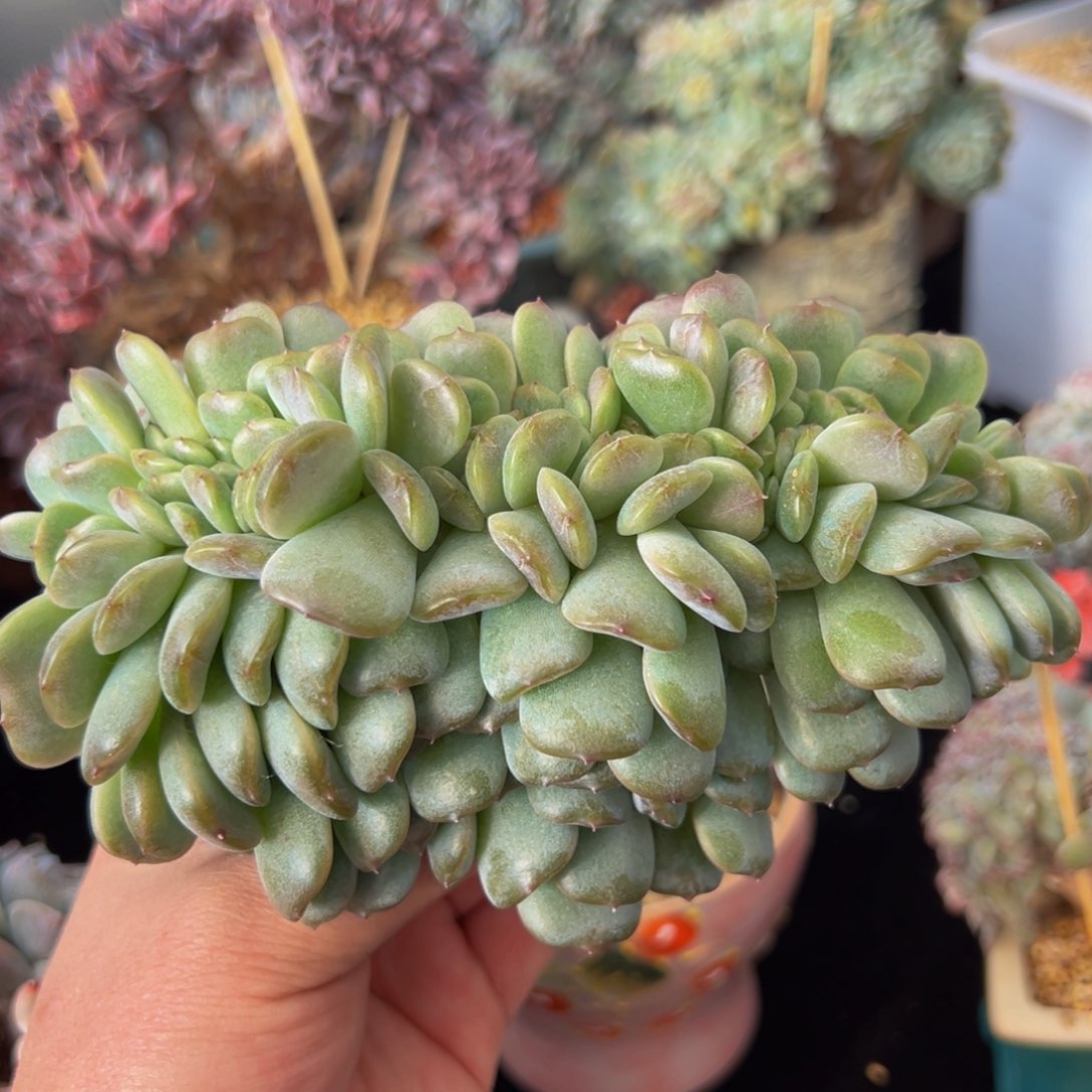 新年快乐新年快乐