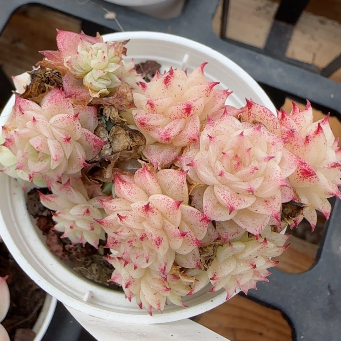 花语逸境0223-155散