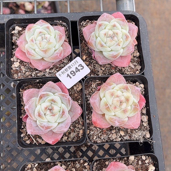 阿雅园艺。      1943冰玉四颗