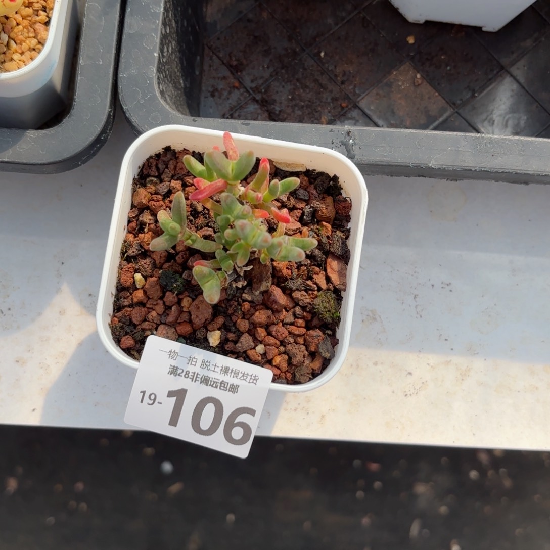 枝干番杏兔子多肉