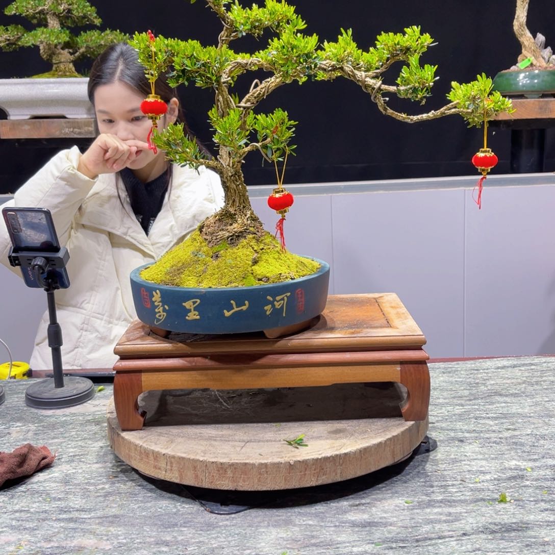 四季常青老桩黄杨盆景