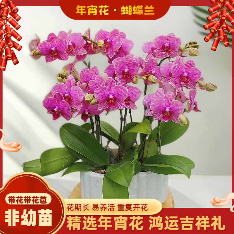 【红粉佳人】-梦茜儿的花坊-大苗情花好养耐养绿植带花卉盆栽蝴蝶兰