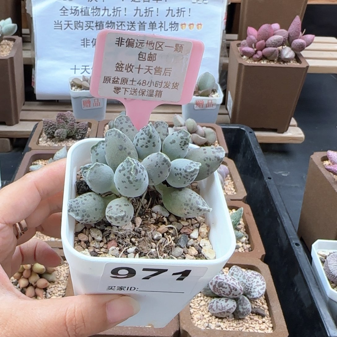 971白肌海报多肉植物