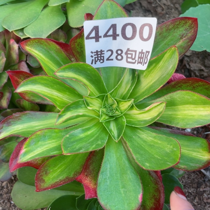 4400三号棚魅影七彩T