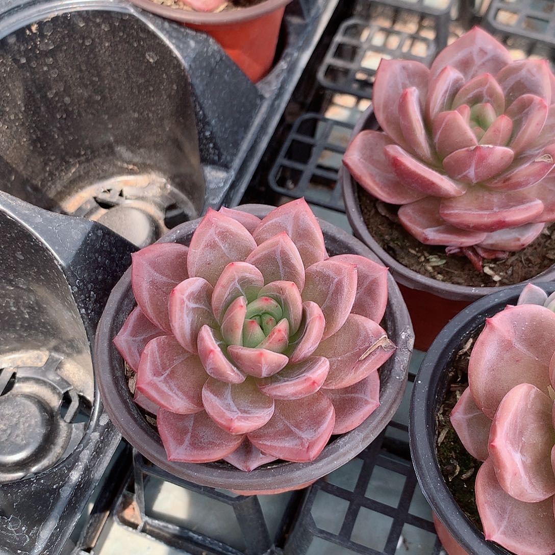 酒红香冰4488855478888