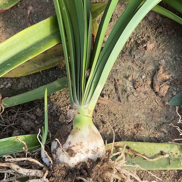 用****0安吉拉有标带土五➕