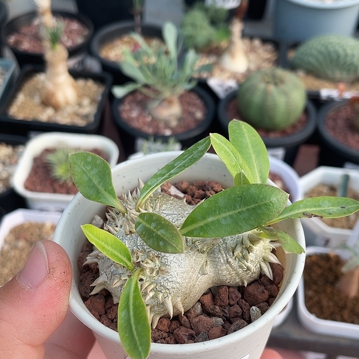 73惠比须笑块根植物