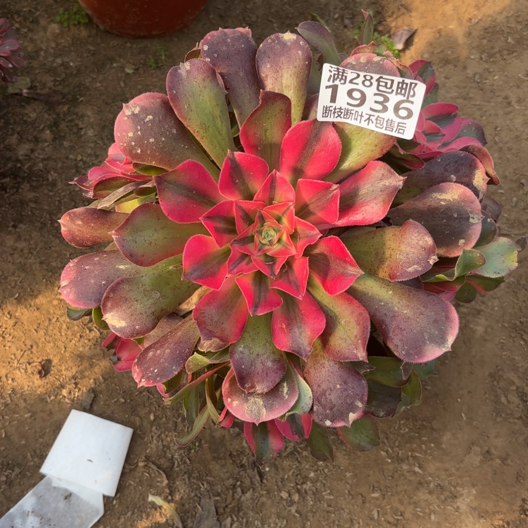 M. 1936香妃多肉122233